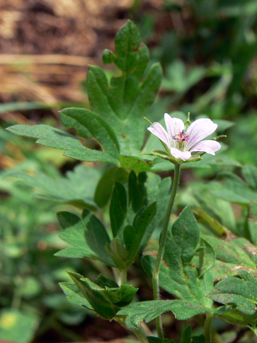 Изображение особи Geranium sibiricum.