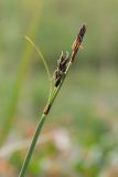 Carex bigelowii