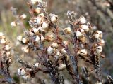 Calluna vulgaris. Веточки с прошлогодними плодами. Окрестности Архангельска, болото. 20 апреля 2010 г.