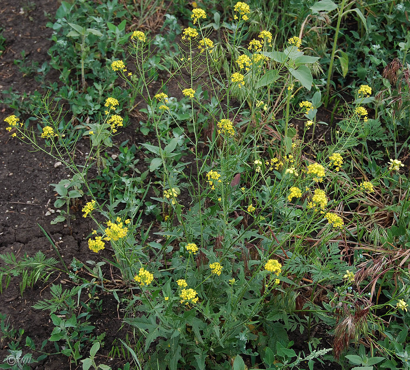 Image of Sisymbrium loeselii specimen.