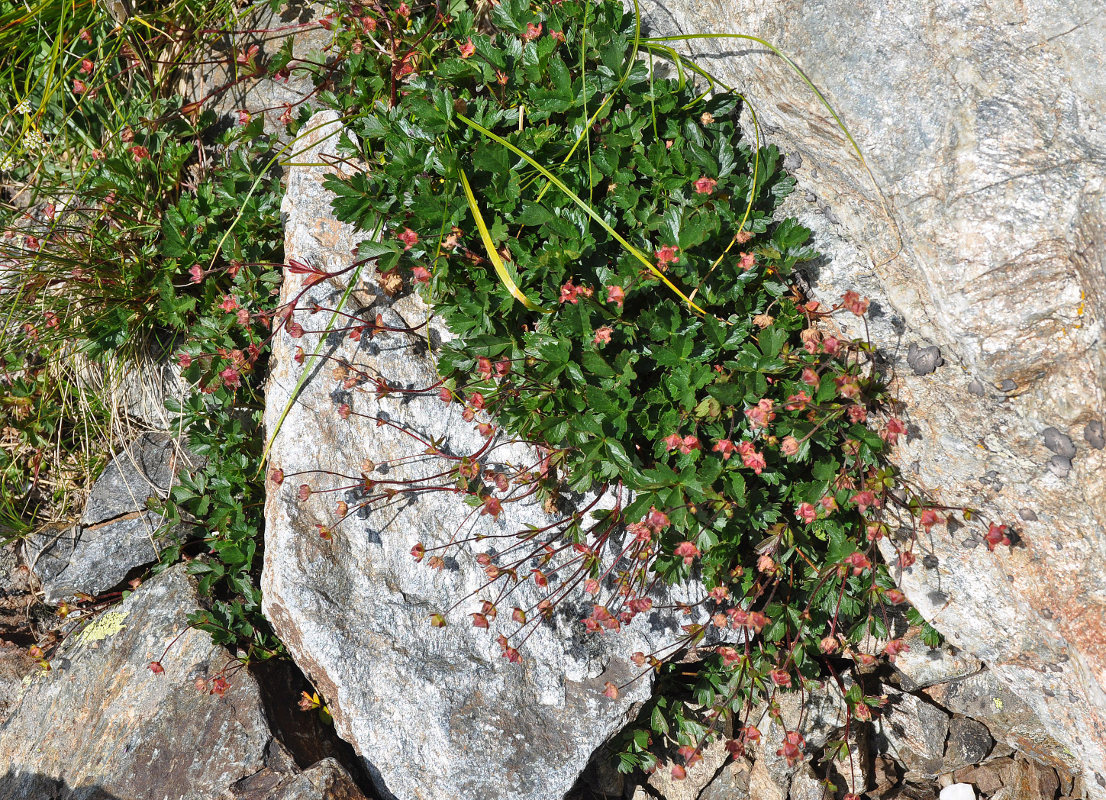Image of Potentilla gelida specimen.