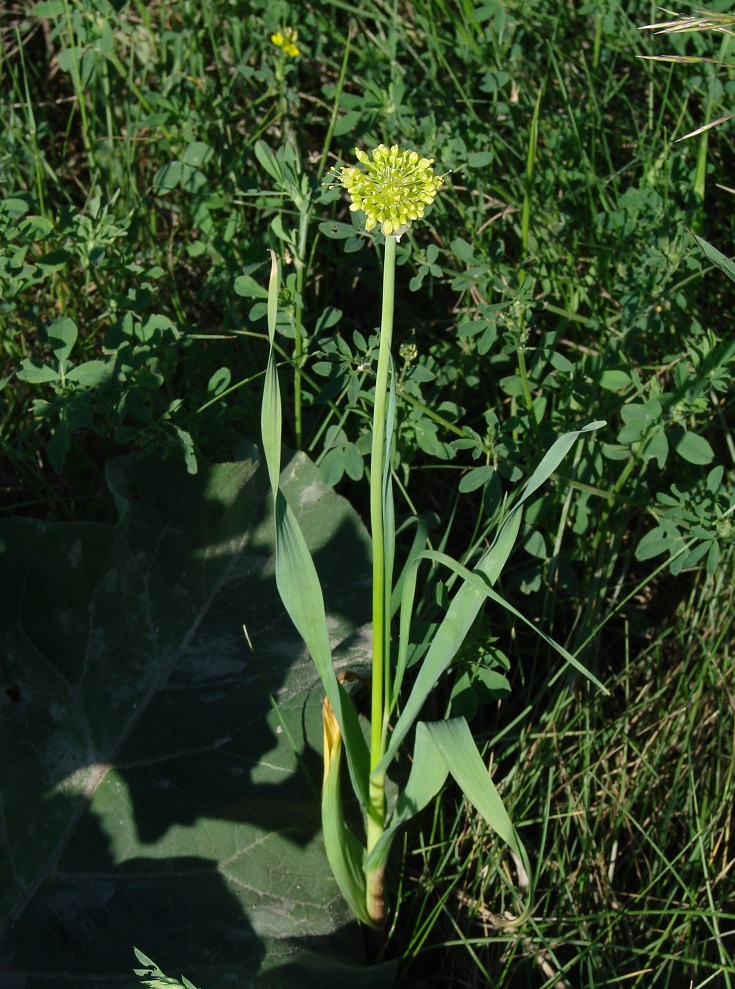 Изображение особи Allium obliquum.