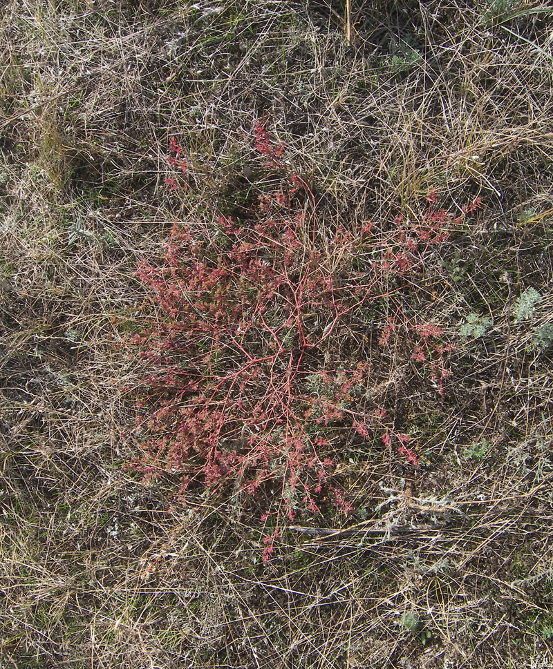 Изображение особи Euphorbia glyptosperma.