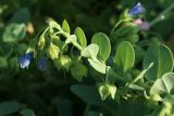 Mertensia maritima. Верхушка цветущего и плодоносящего побега. Сахалинская обл., Томаринский р-н, окр. г. Томари, берег Татарского пролива. 16.08.2016.