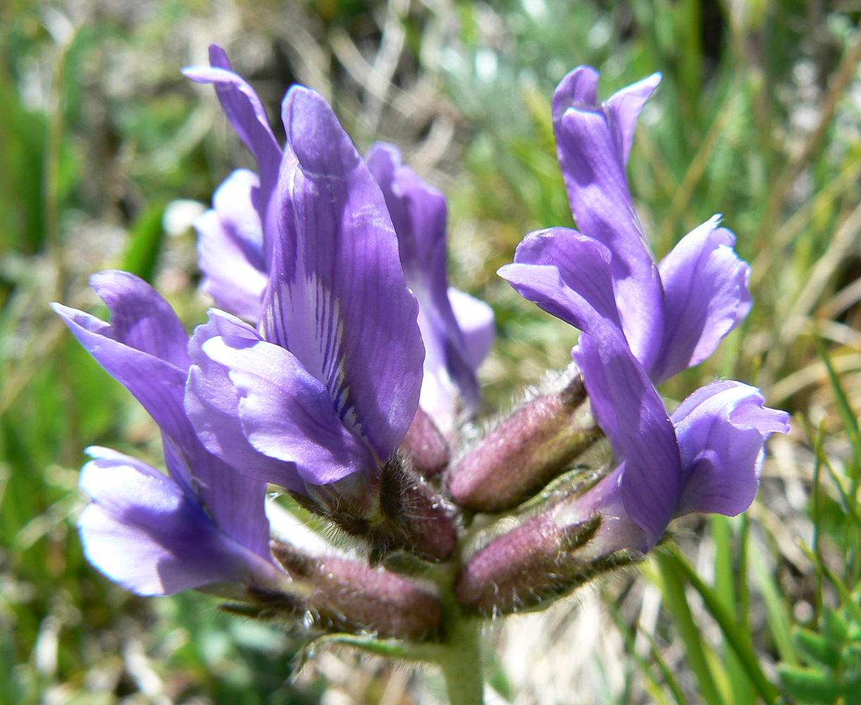 Изображение особи Oxytropis lazica.