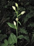 Cephalanthera damasonium. Цветущее растение. Украина, Львов, ландшафтный парк \"Знесенье\", буковый лес. 30 мая 2009 г.