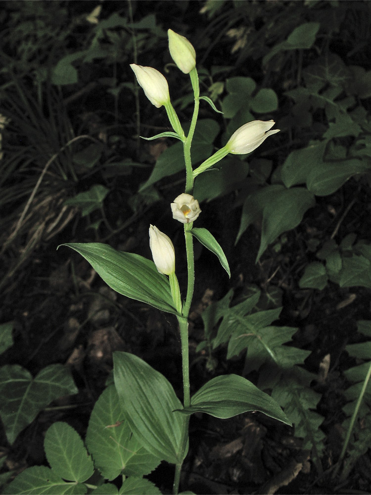 Image of Cephalanthera damasonium specimen.