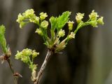 Ribes spicatum