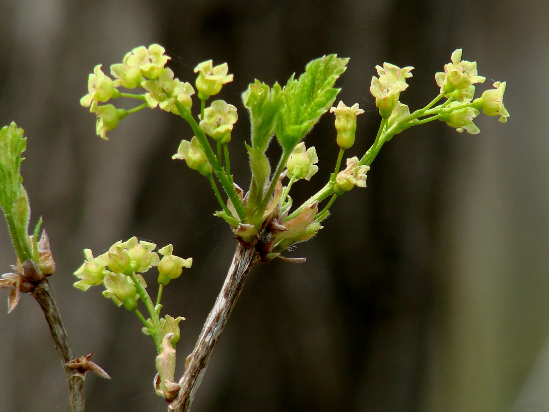 Изображение особи Ribes spicatum.