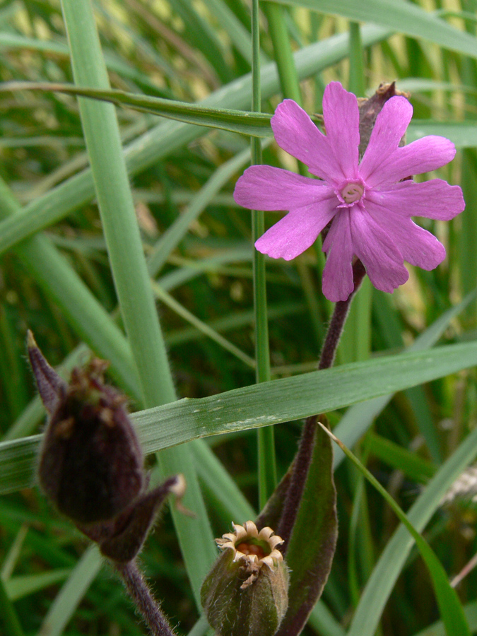 Image of Melandrium dioicum specimen.