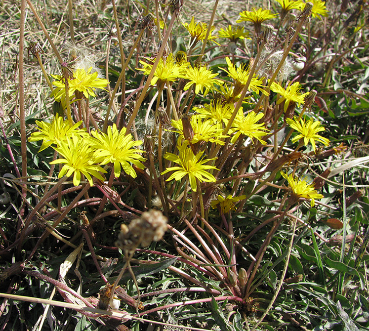 Изображение особи Taraxacum bessarabicum.