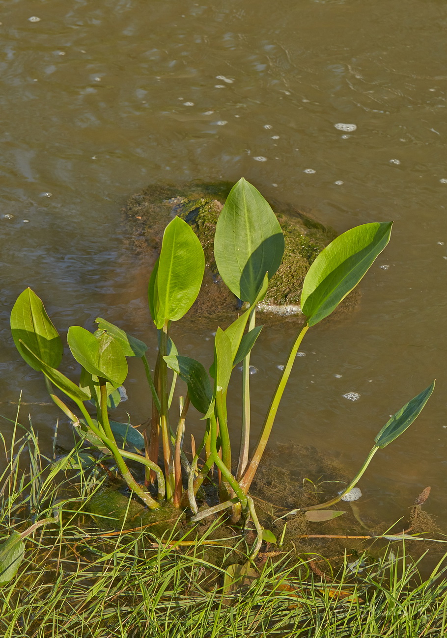 Изображение особи Alisma plantago-aquatica.