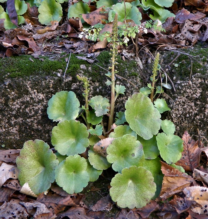 Image of genus Umbilicus specimen.