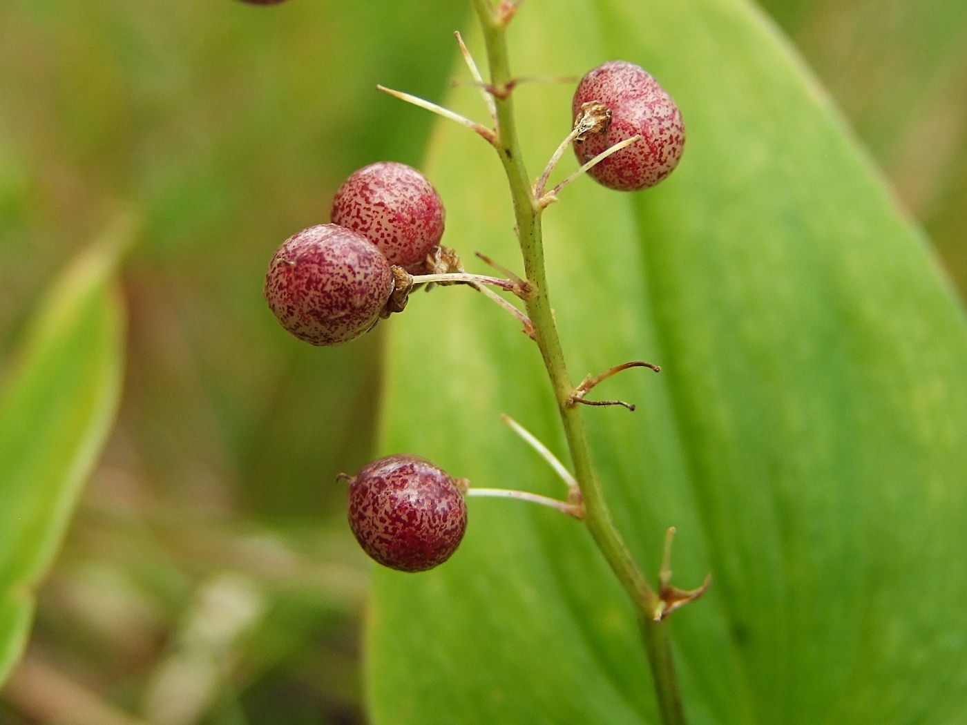 Image of Maianthemum bifolium specimen.