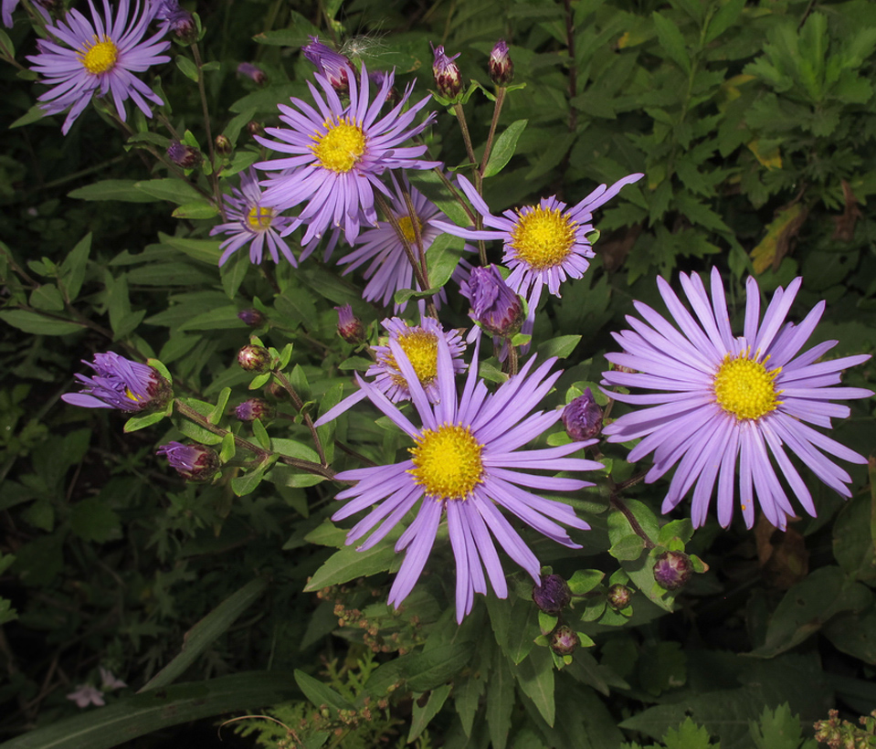 Изображение особи Aster maackii.