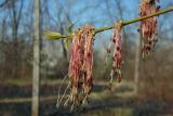 Acer negundo