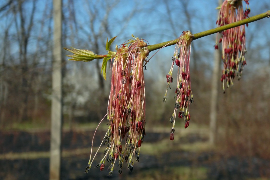 Image of Acer negundo specimen.