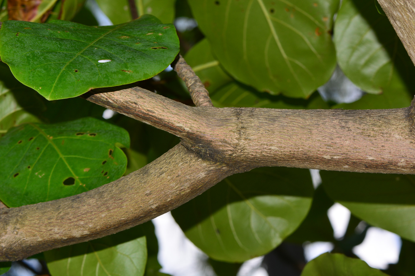 Изображение особи Terminalia catappa.