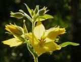 Lysimachia punctata