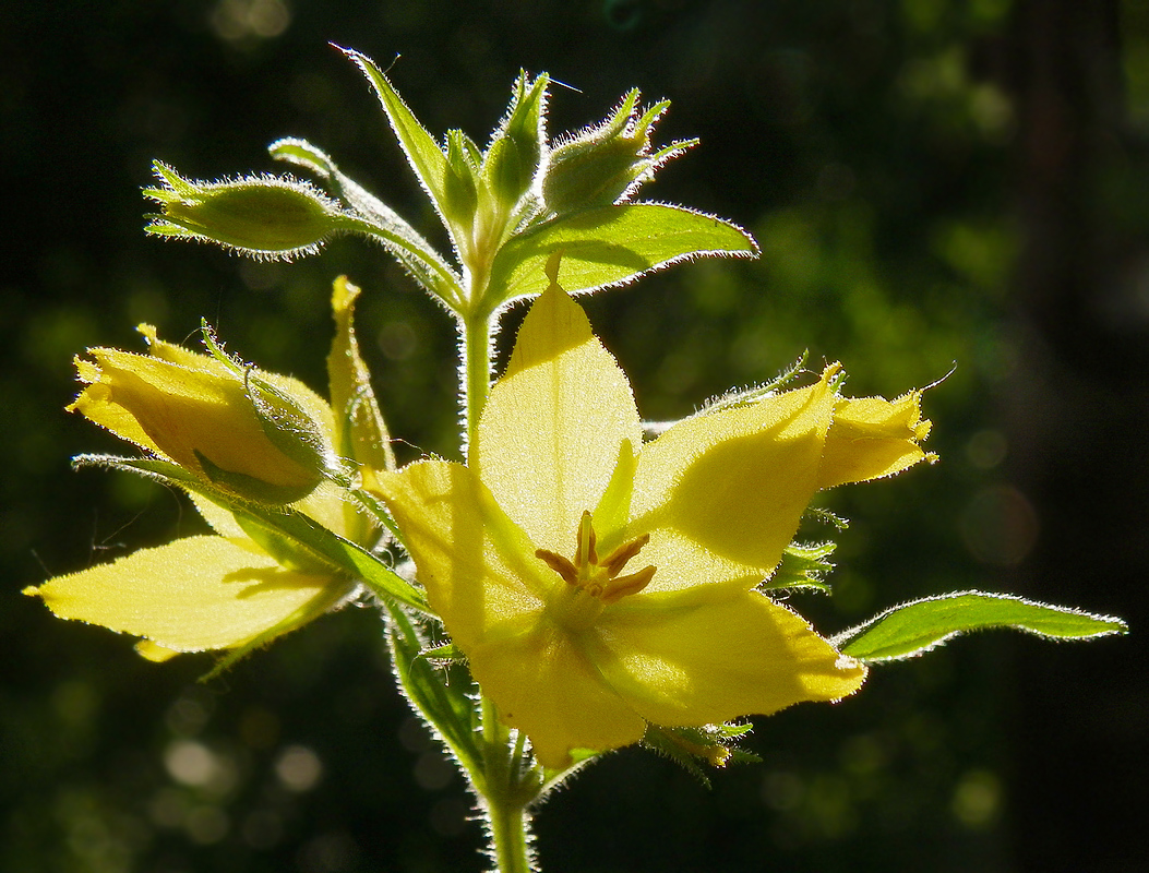 Image of Lysimachia punctata specimen.