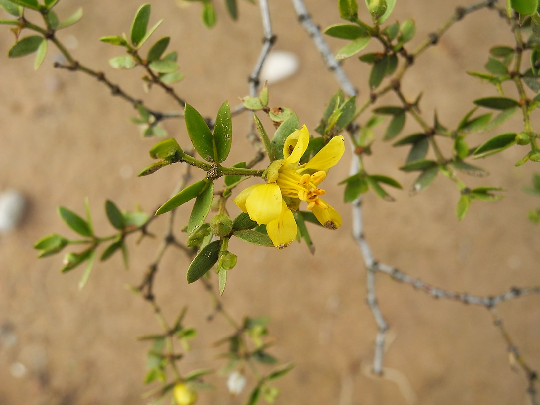 Image of Larrea tridentata specimen.