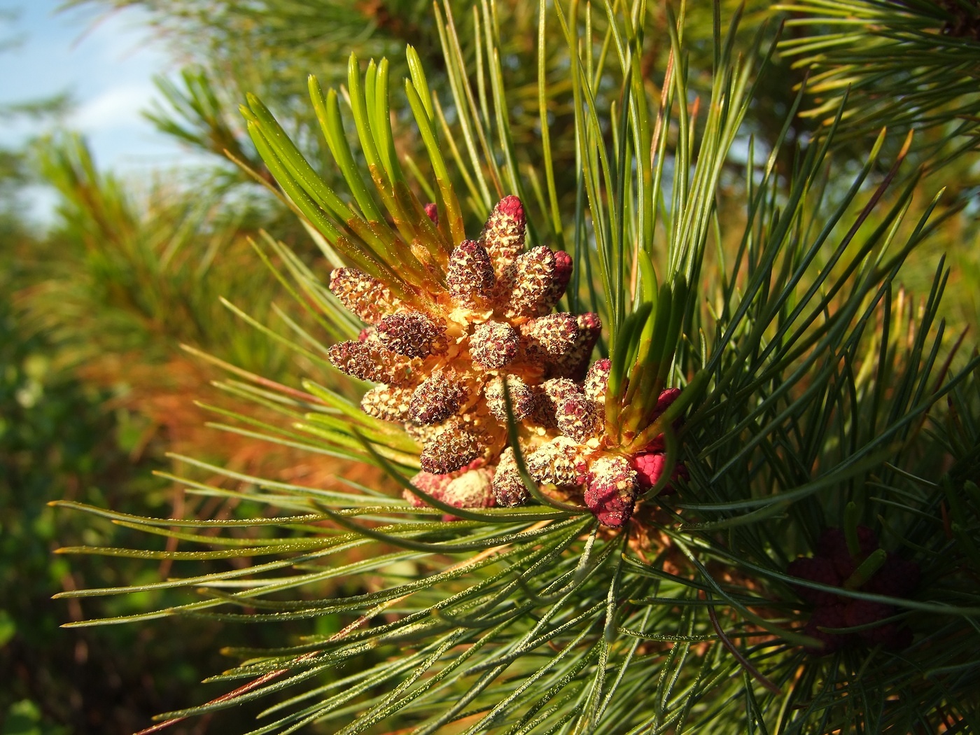 Изображение особи Pinus pumila.