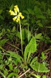 Primula veris