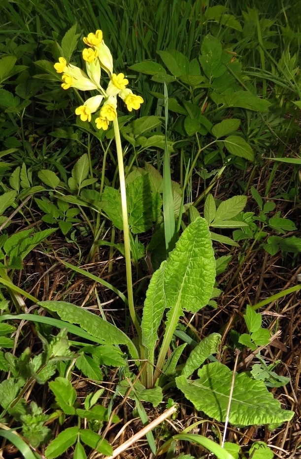 Image of Primula veris specimen.