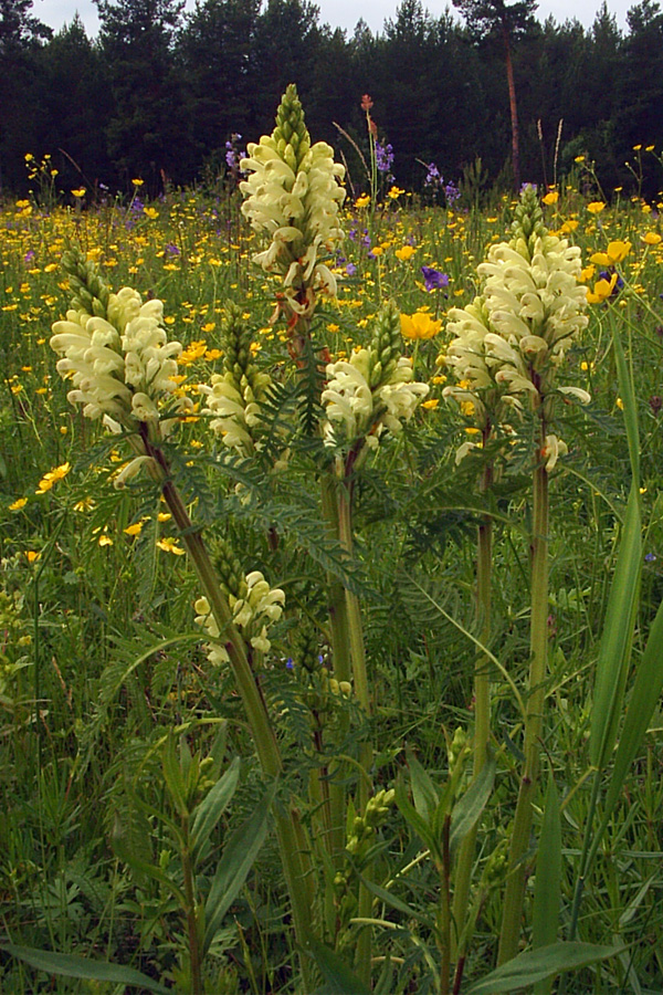 Изображение особи Pedicularis uralensis.