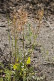 род Rumex. Цветущее растение. Ростовская обл., Красносулинский р-н, окр. хут. Зайцевка, степь на скальных выступах правого берега р. Кундрючья. 28.05.2017.