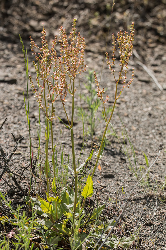 Изображение особи род Rumex.