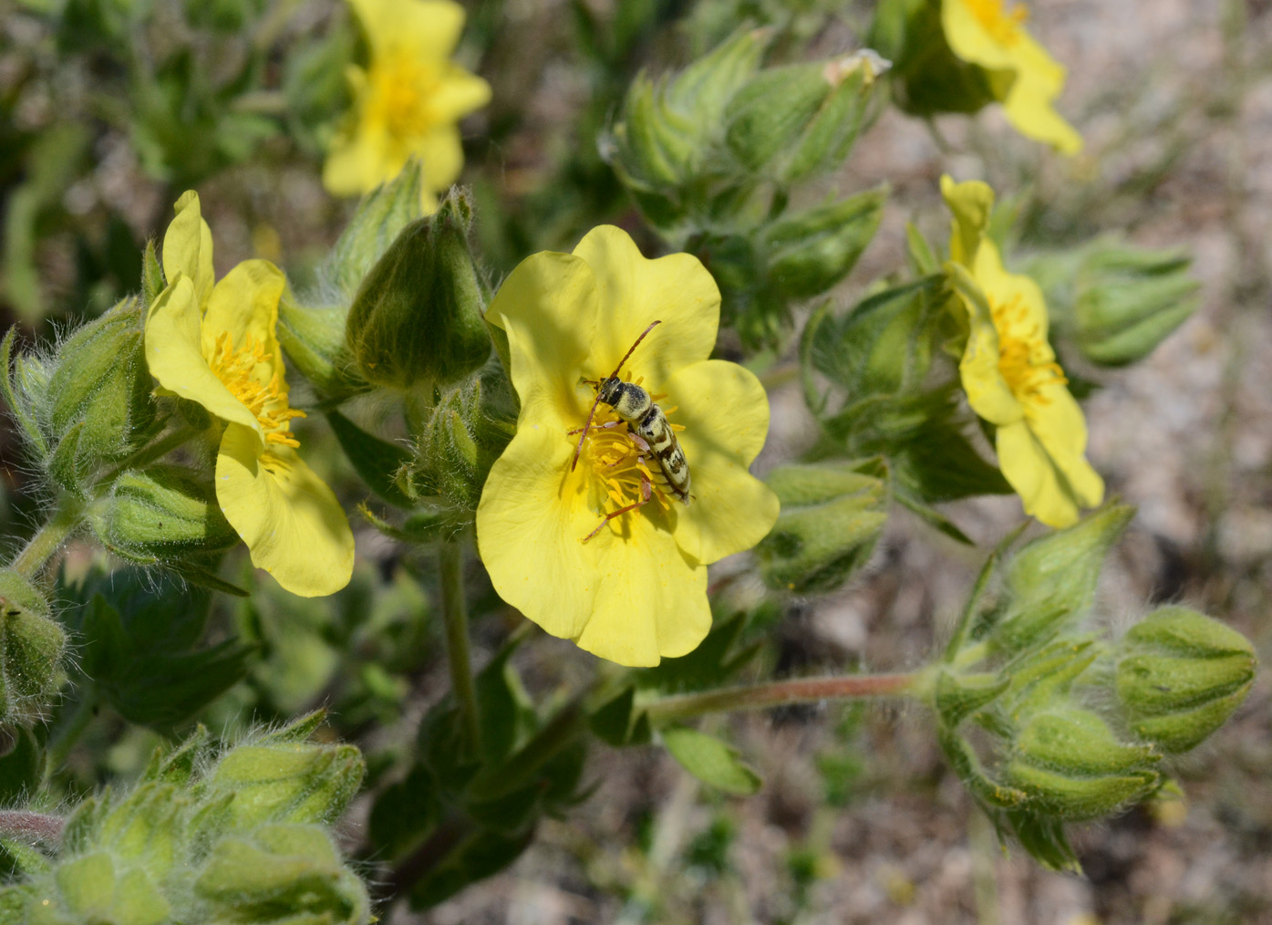 Изображение особи род Potentilla.
