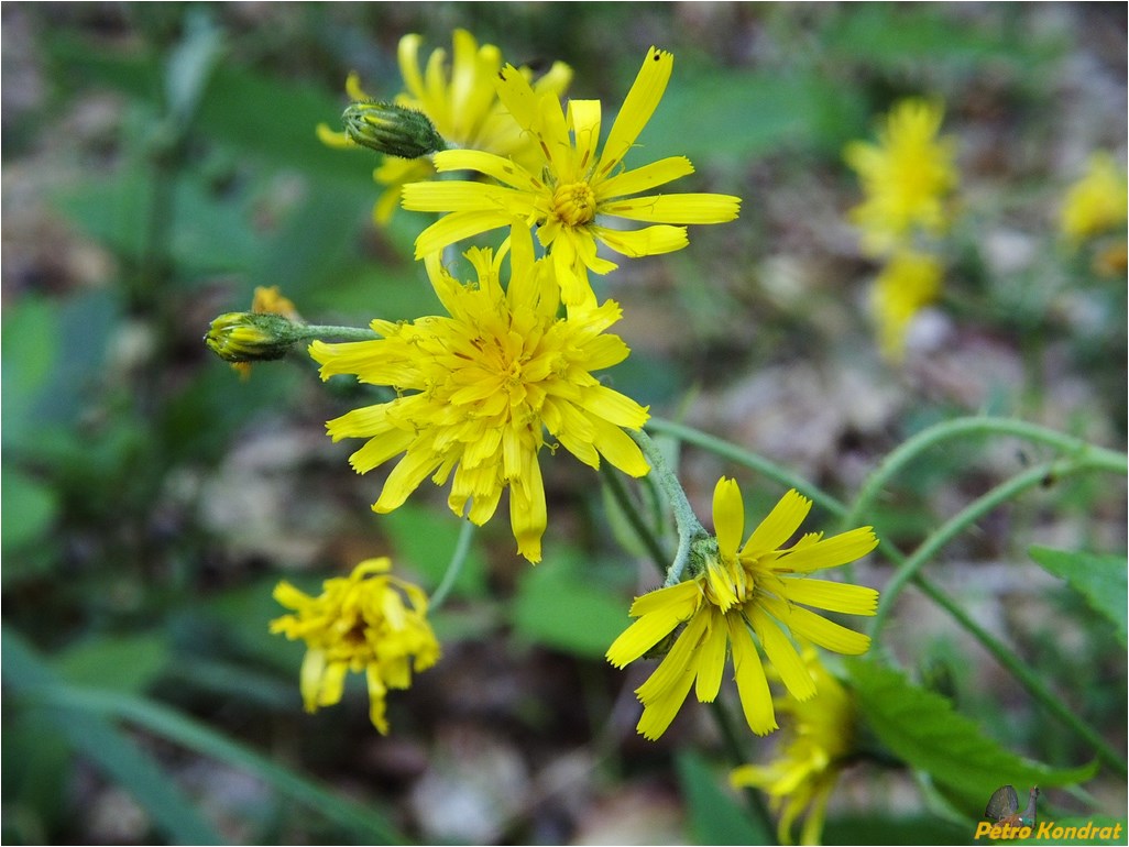 Изображение особи род Hieracium.