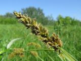 Carex vulpina