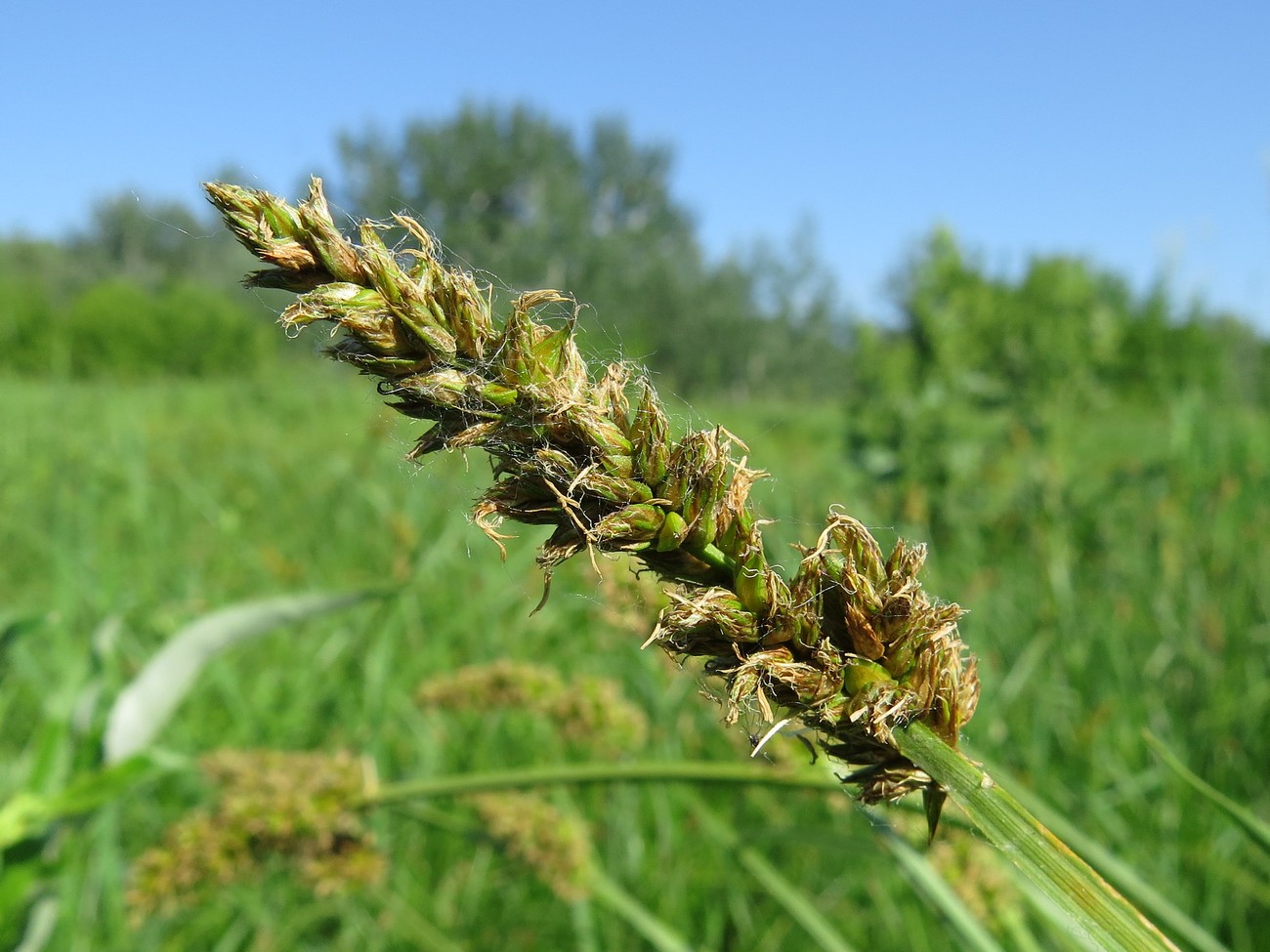 Image of Carex vulpina specimen.