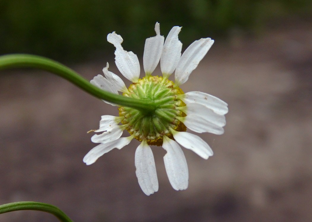 Image of Matricaria recutita specimen.