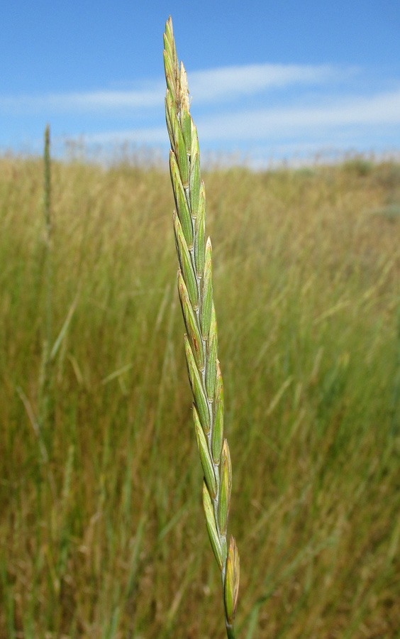 Image of Elytrigia repens specimen.