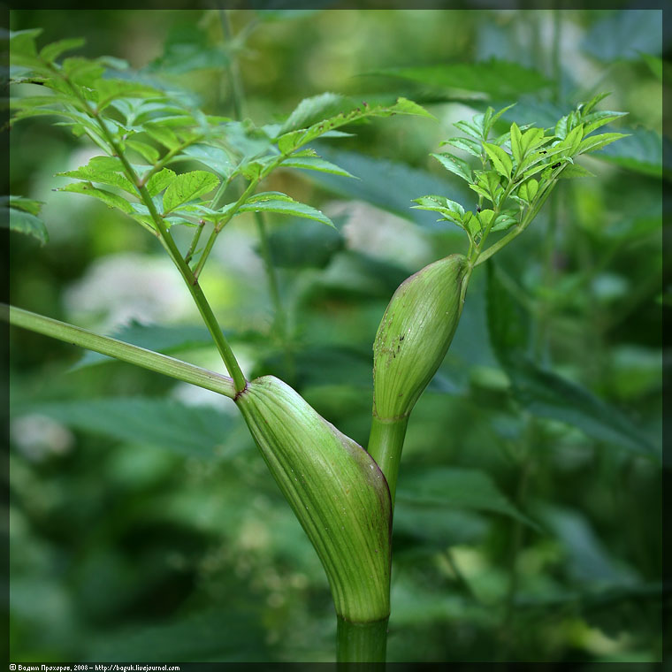 Image of Angelica sylvestris specimen.
