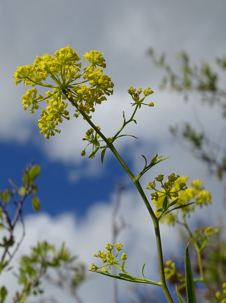 Image of Bupleurum scorzonerifolium specimen.