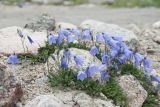 Campanula rotundifolia. Цветущие растения на обочине грунтовой дороги вокруг оз. Капшукового. Мурманская обл., Кольский р-н, окр. пос. Лодейное, в кустарничковой тундре. 20.07.2017.