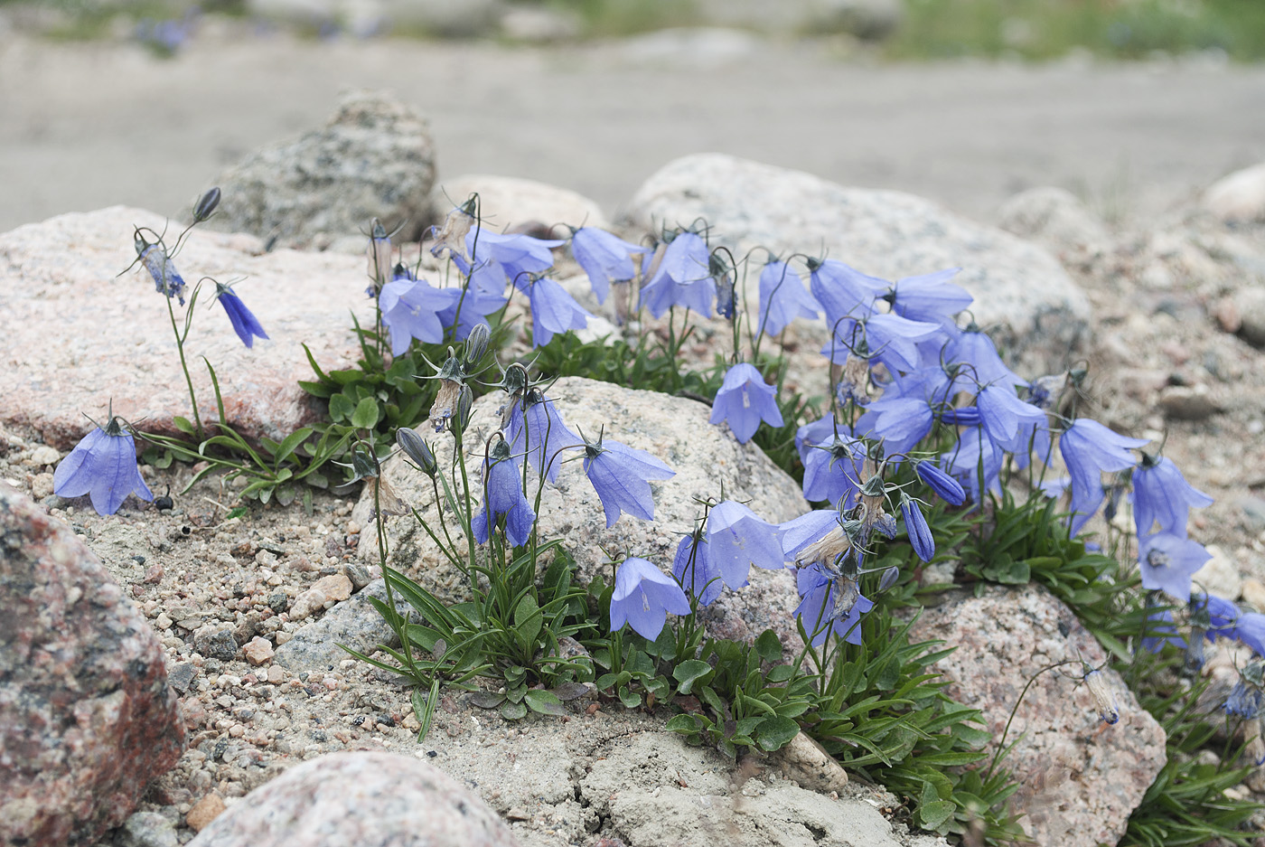 Image of Campanula rotundifolia specimen.