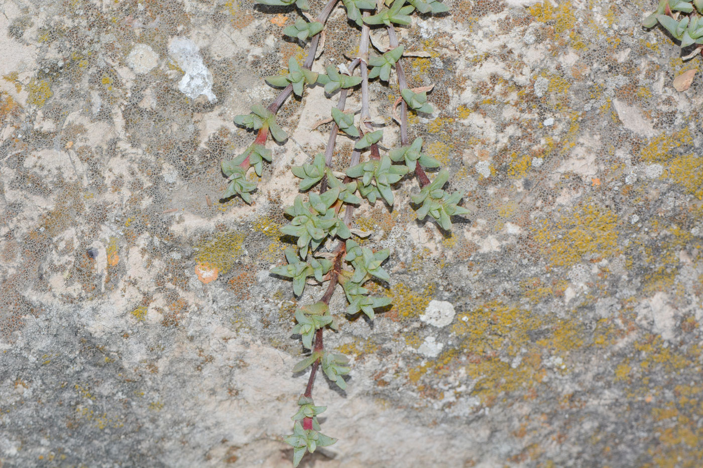 Image of Ruschia lineolata specimen.