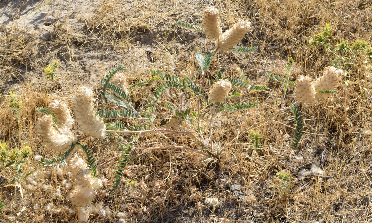 Изображение особи Astragalus alopecias.