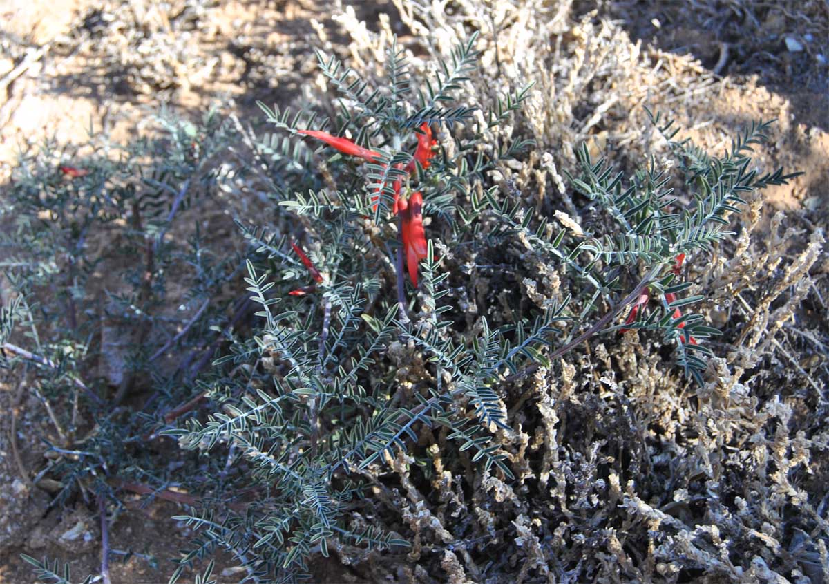 Image of Sutherlandia frutescens specimen.