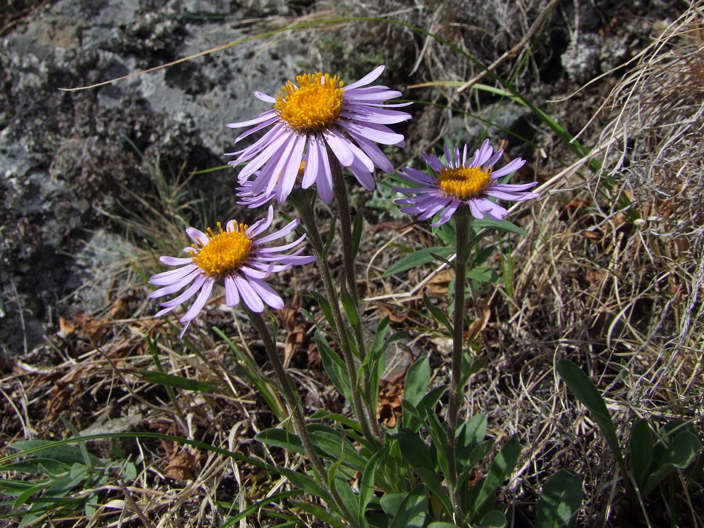Image of Aster alpinus specimen.