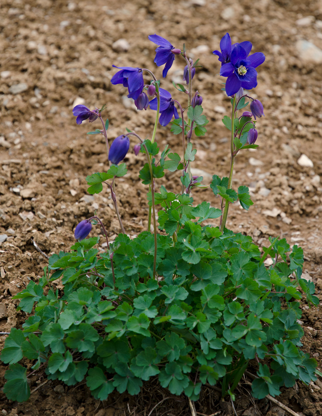 Image of Aquilegia glandulosa specimen.