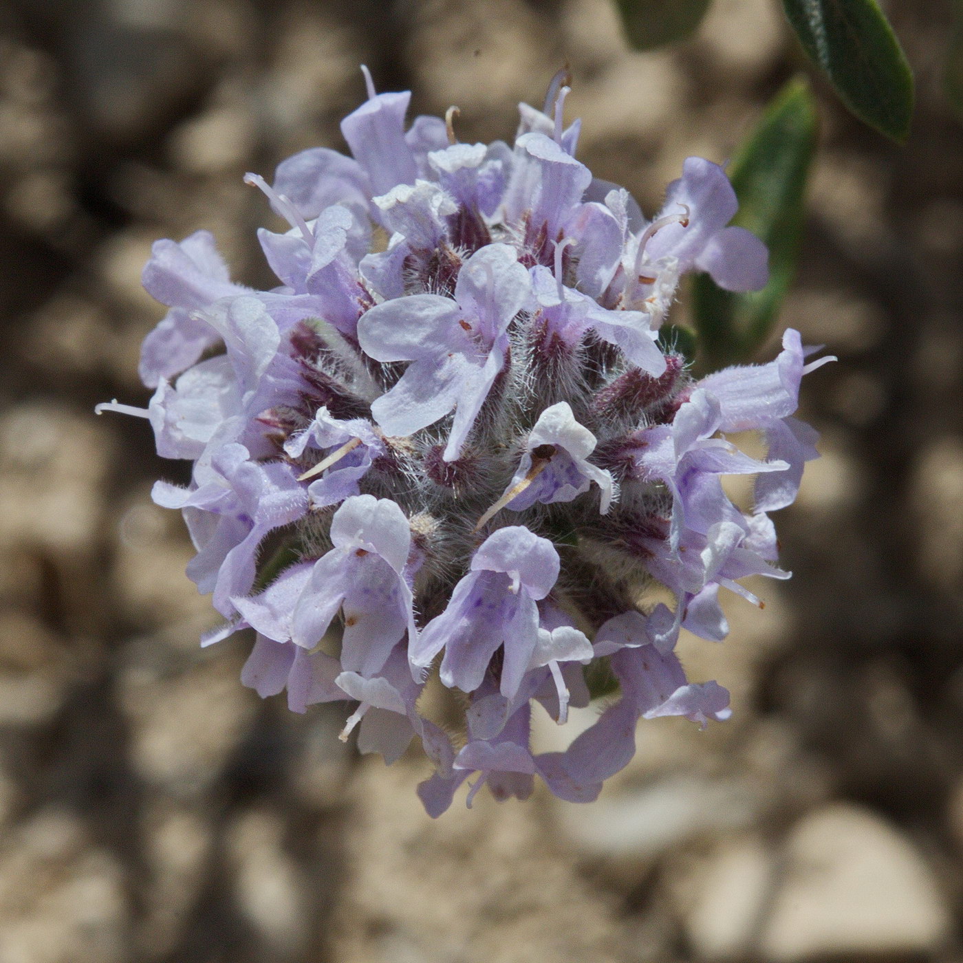 Image of Ziziphora pamiroalaica specimen.