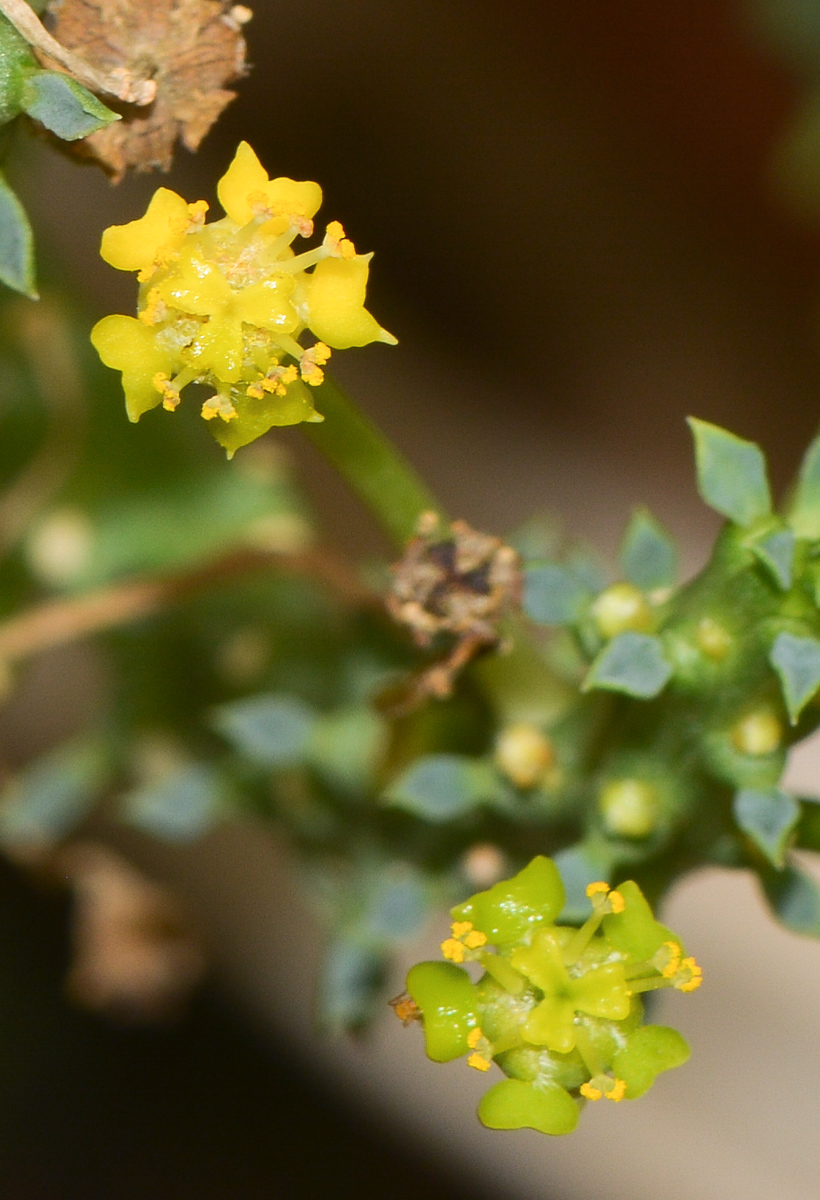 Изображение особи Euphorbia caput-medusae.