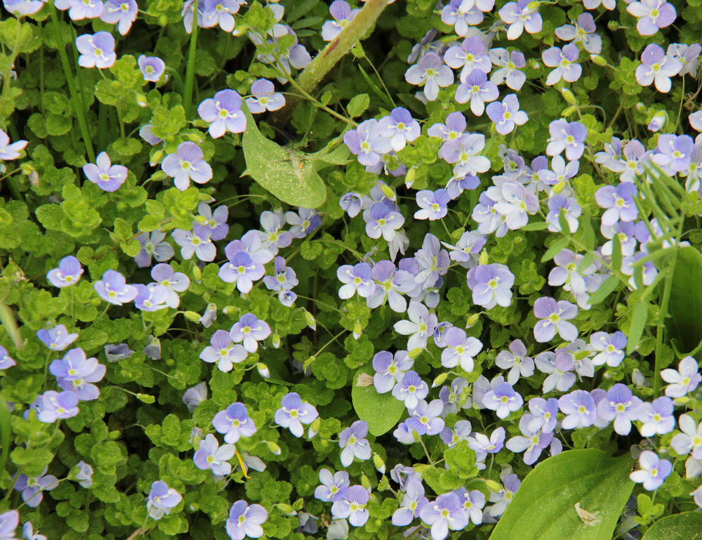 Image of Veronica filiformis specimen.