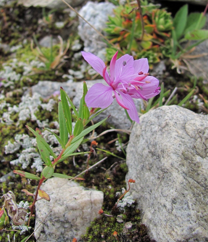 Image of Chamaenerion colchicum specimen.